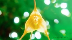 ハイポネックス原液殺虫剤入りCM TOP