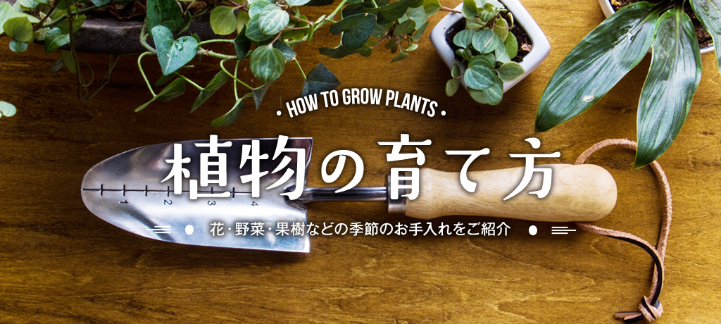 植物の育て方