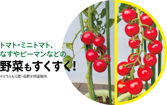 トマト・ミニトマト、なすやピーマンなどの野菜もすくすく！※どちらも元肥・追肥を別途施用