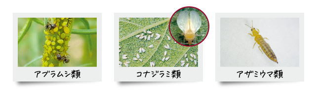 アブラムシ類 コナジラミ類 アザミウマ類