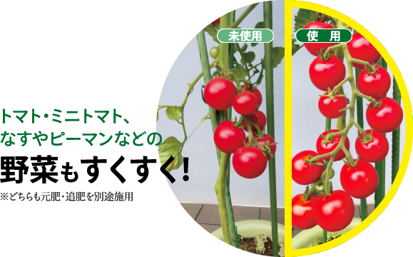 トマト・ミニトマト、なすやピーマンなどの野菜もすくすく！※どちらも元肥・追肥を別途施用