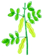 soramame2