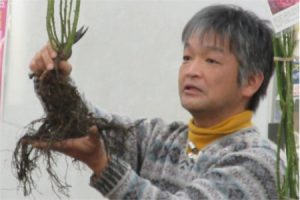 植え付け