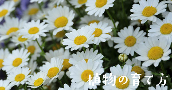 ノースポール 株式会社ハイポネックスジャパン