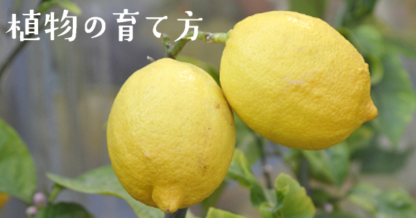 レモン 株式会社ハイポネックスジャパン レモン 株式会社ハイポネックスジャパン