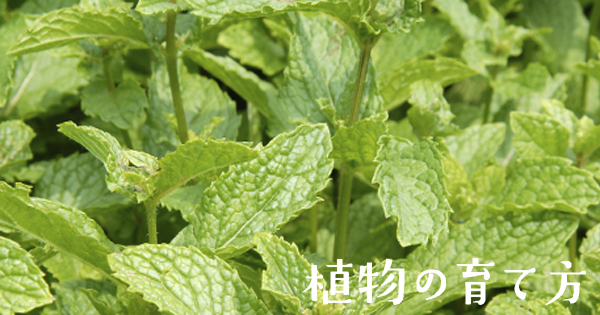 ミント類 株式会社ハイポネックスジャパン ミント類 株式会社ハイポネックスジャパン