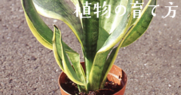 サンセベリア 株式会社ハイポネックスジャパン