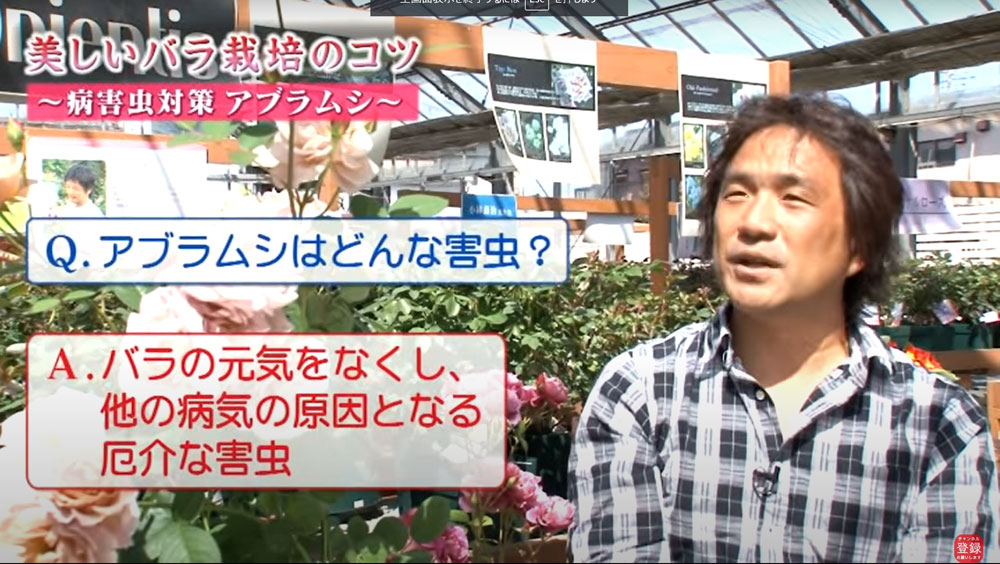 バラの育て方 の人気記事や動画 おすすめ商品をご紹介 ハイポネックスジャパン バラの育て方 の人気記事や動画 おすすめ商品をご紹介 ハイポネックスジャパン