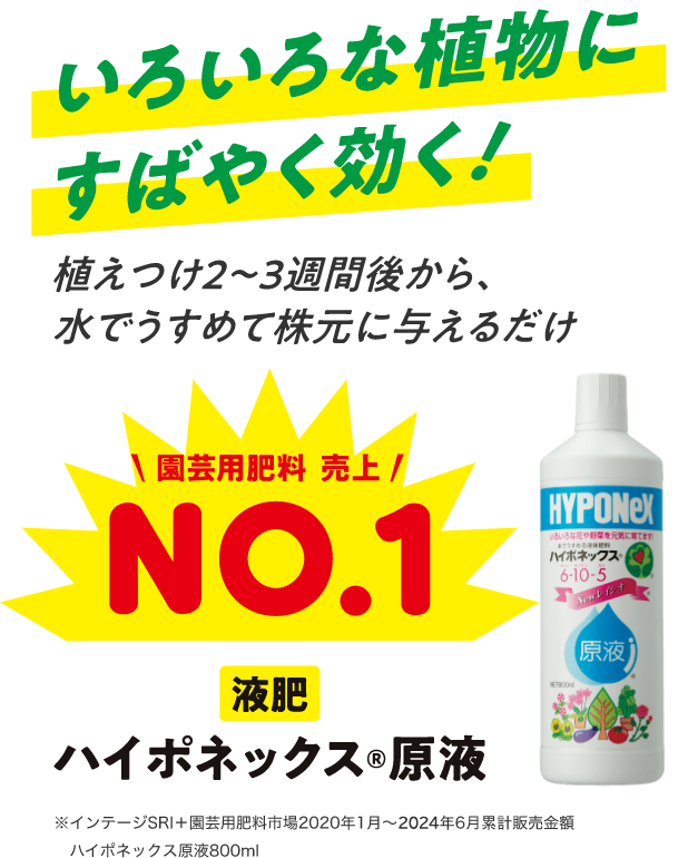 植えつけ2〜3週間後から、水でうすめて株元に与えるだけ。園芸用肥料売上NO.1 液肥 ハイポネックス®️原液 ※インテージSRI＋園芸用肥料市場2020年1月〜2022年5月累計販売金額　ハイポネックス原液800ml