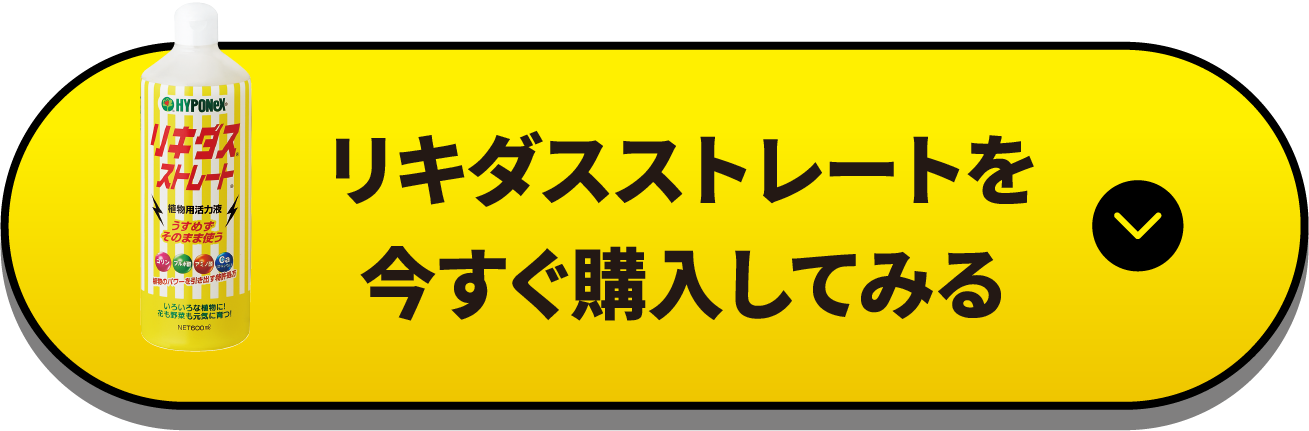 リキダスストレート