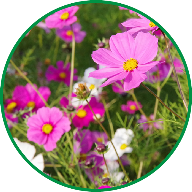 草花・鉢花・花木