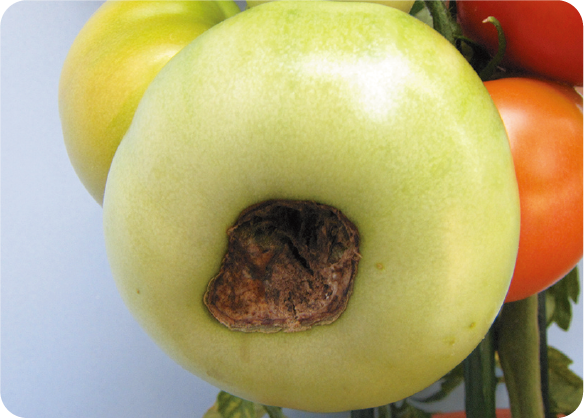 トマトのカルシウム欠乏症