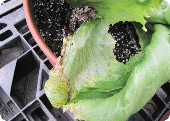 レタスのカルシウム欠乏症