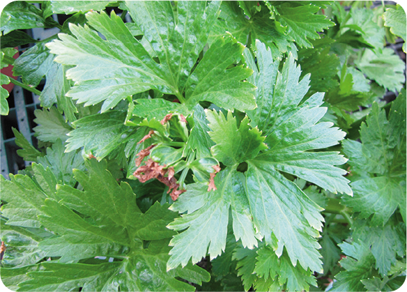 セロリのカルシウム欠乏症