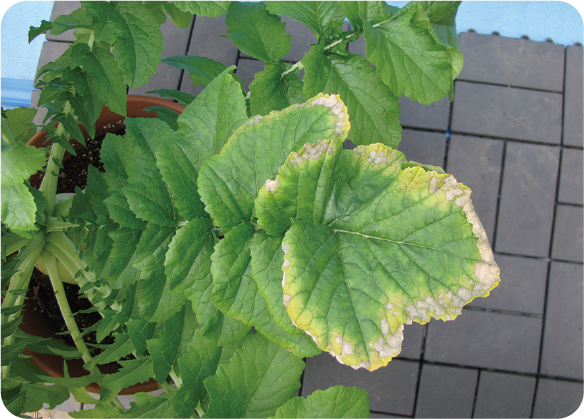 ダイコンのカルシウム欠乏症