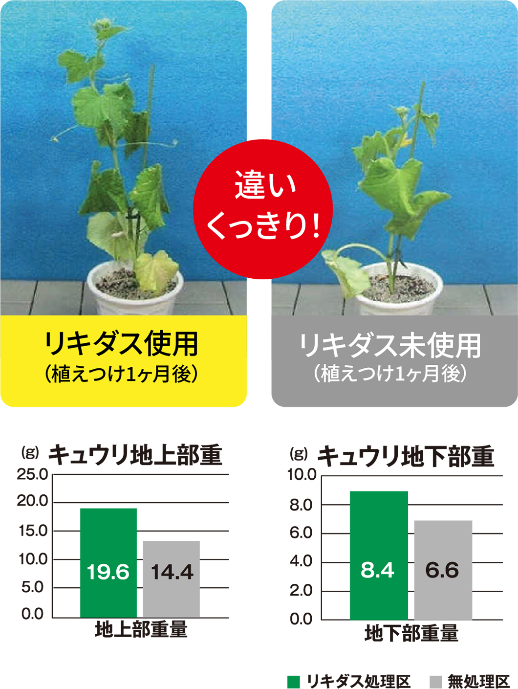 試験データキュウリ