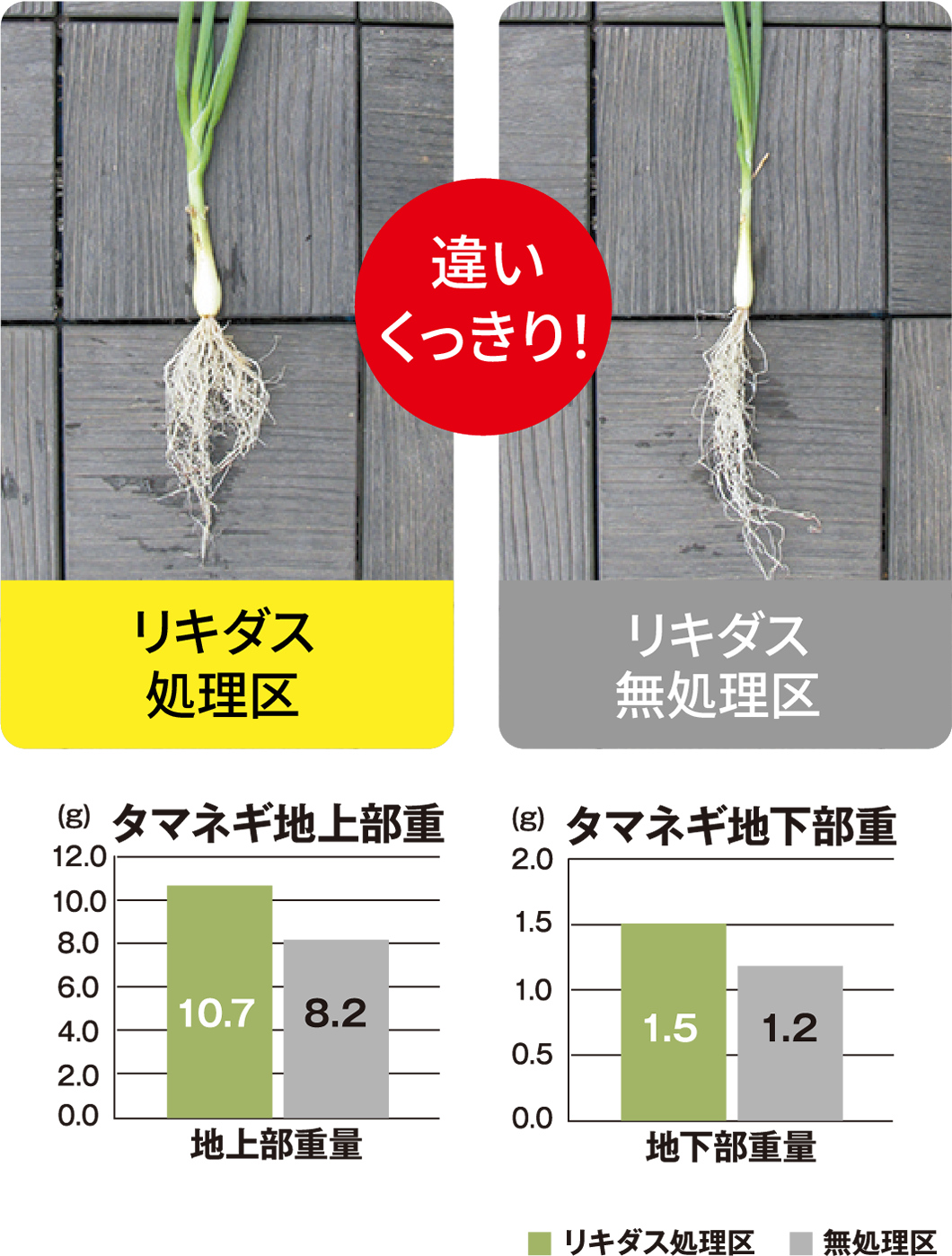 試験データタマネギ