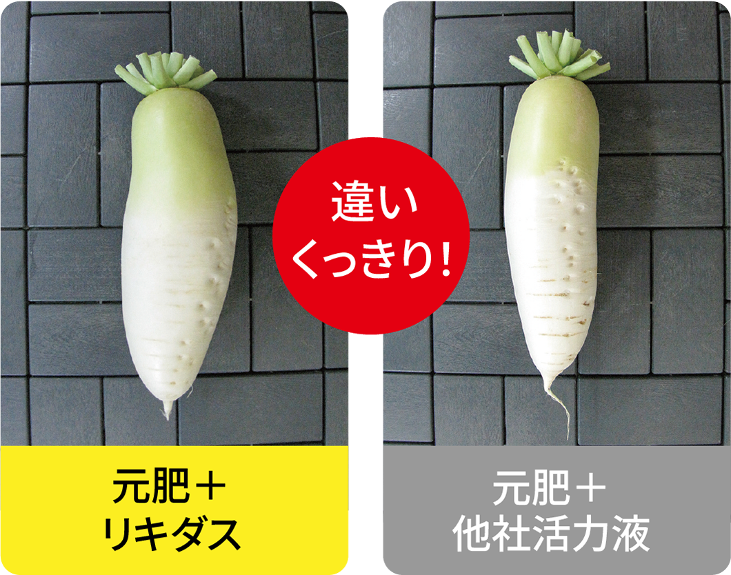 試験データダイコン