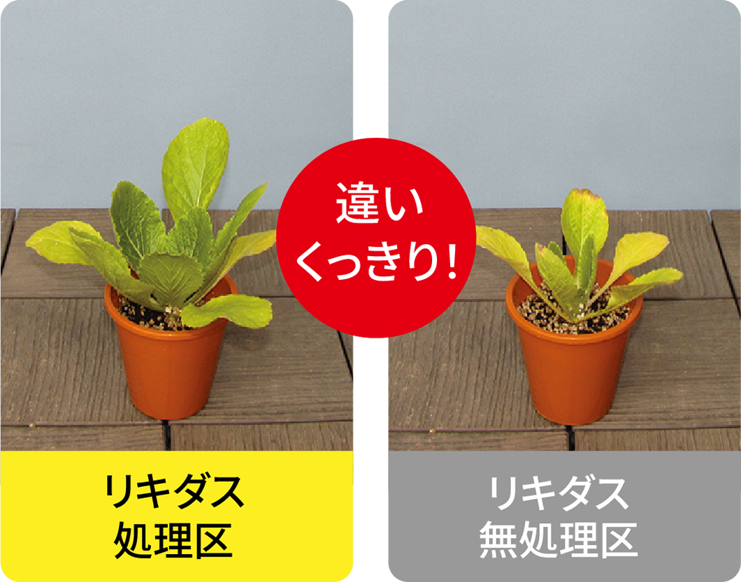 試験データハクサイ