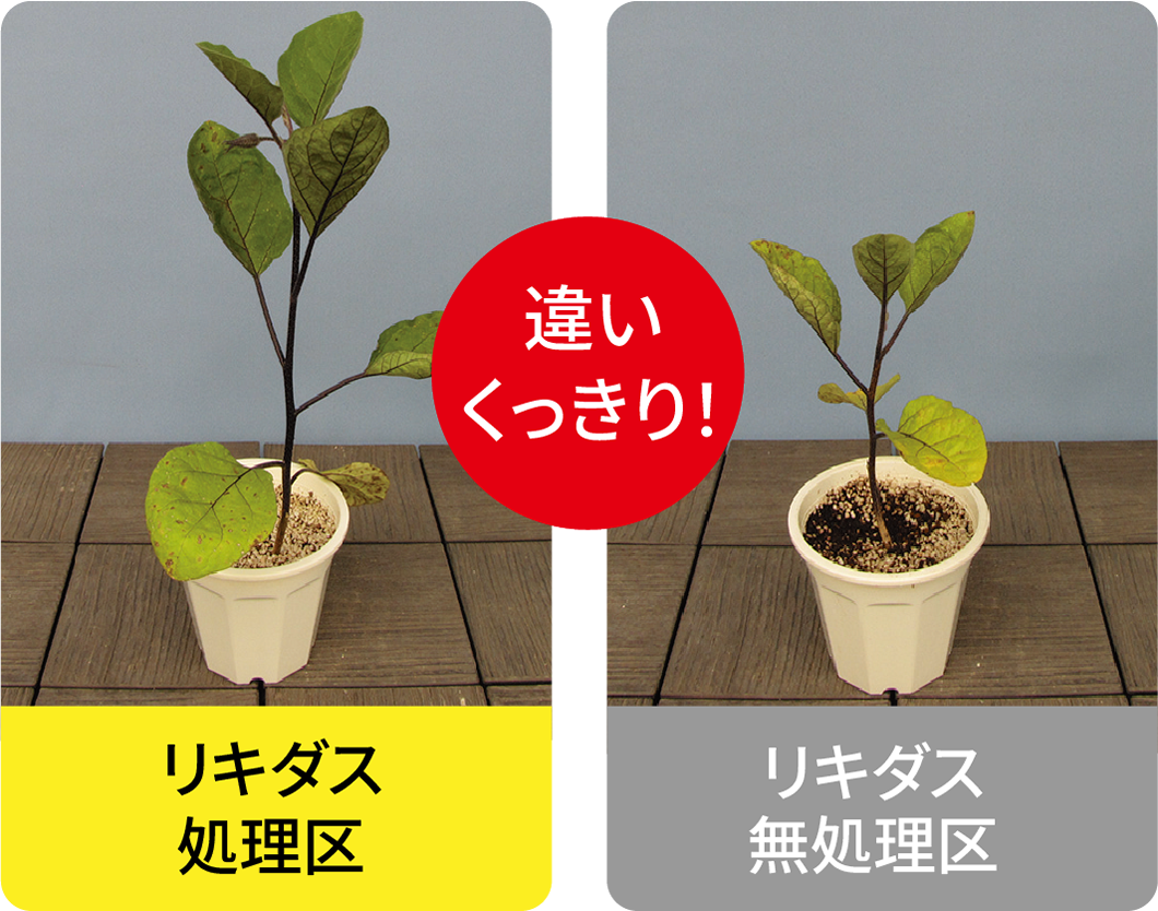 試験データナス