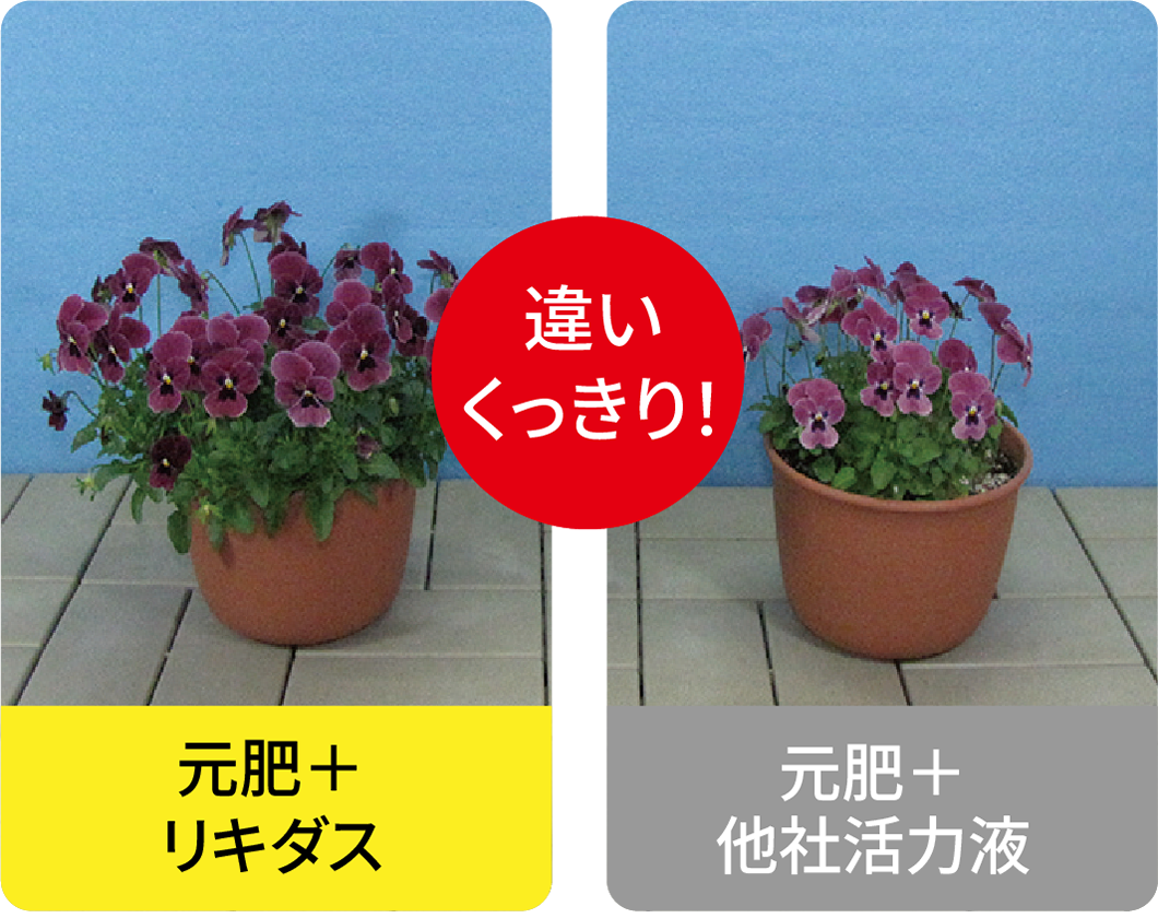 試験データビオラ