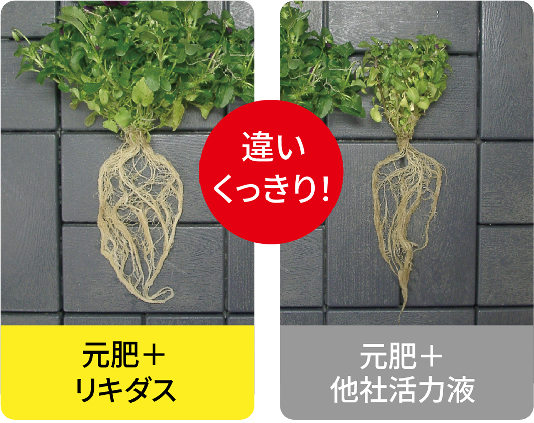 試験データビオラ