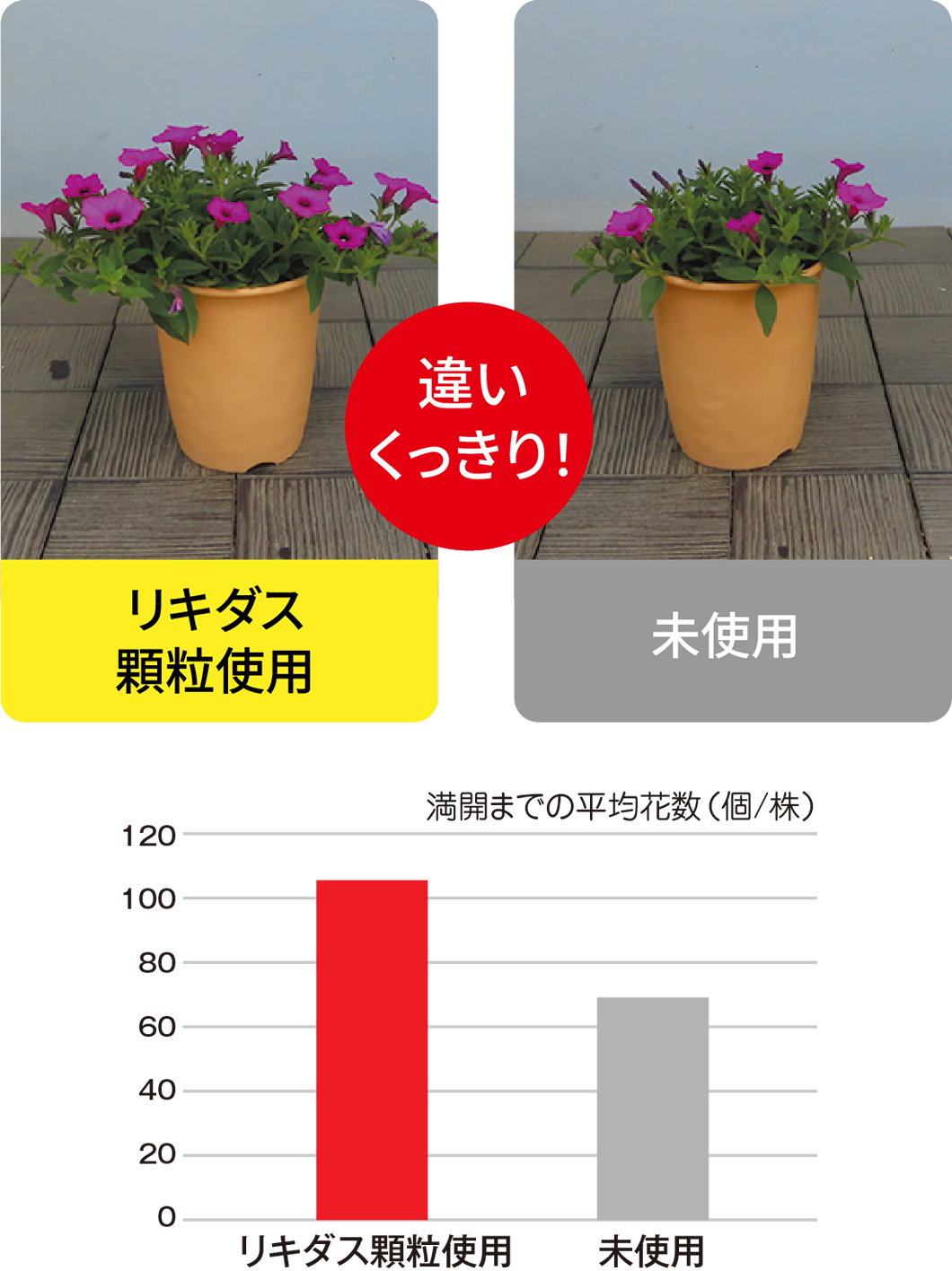 試験データペチュニア