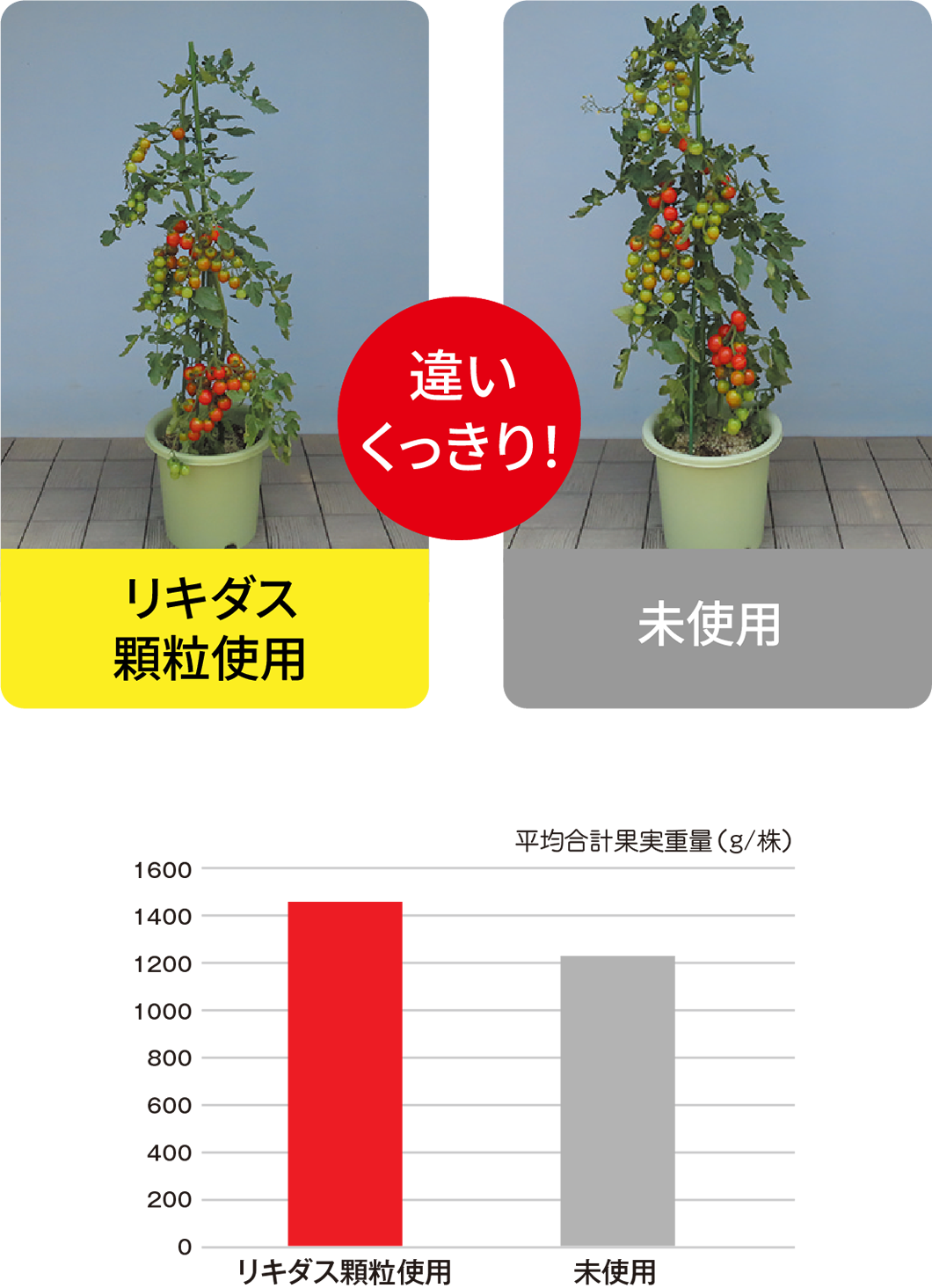 試験データミニトマト