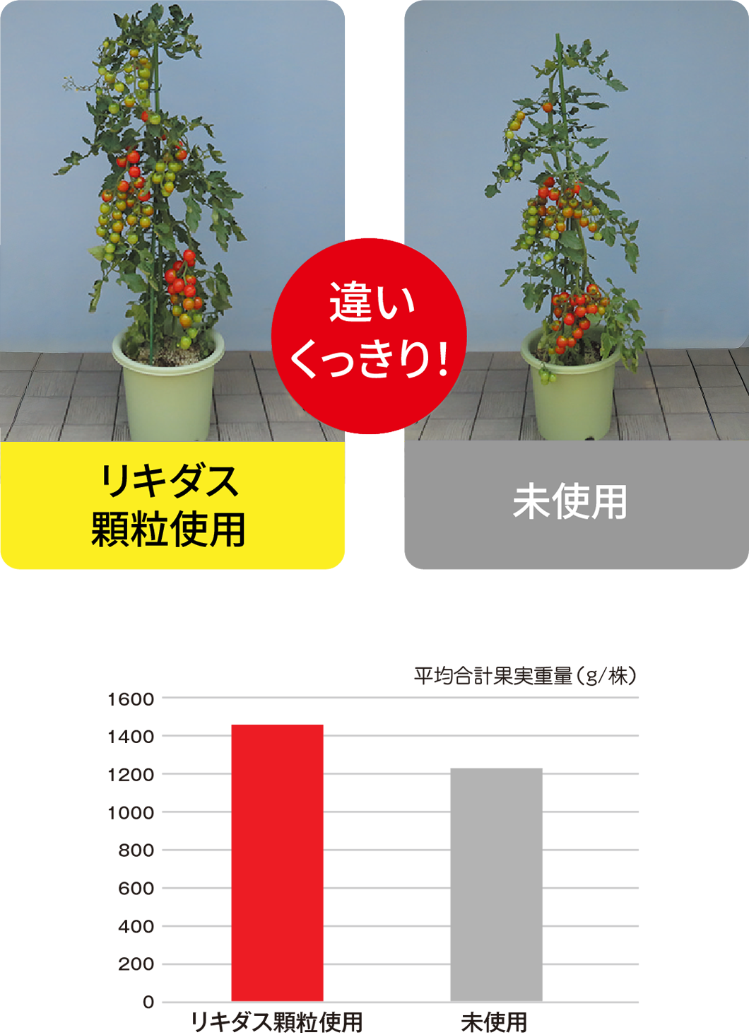 試験データミニトマト