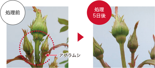 植物試験のイメージ画像