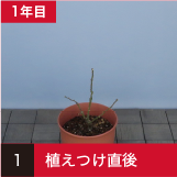 植えつけ直後のイメージ画像