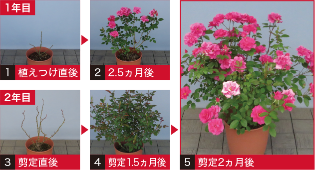 植えつけ直後のイメージ画像、2.5ヶ月後のイメージ画像、剪定直後のイメージ画像、剪定1.5ヶ月後のイメージ画像、剪定2ヶ月後のイメージ画像