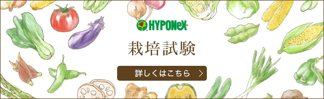 HYPONeX 栽培試験