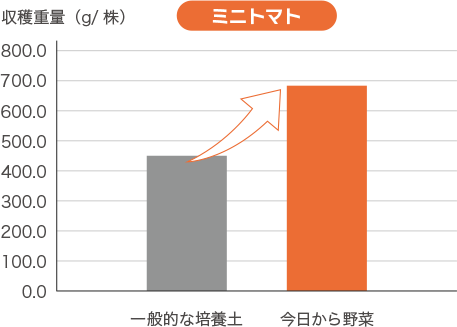 「今日から野菜」は元気に育つ！ミニトマト