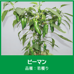 サントリーフラワーズの「本気野菜」の収穫量が豊富！。ピーマン。