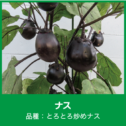 サントリーフラワーズの「本気野菜」の収穫量が豊富！。ナス