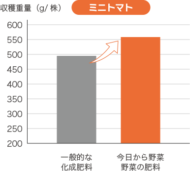 「今日から野菜」は収穫量が違う！ミニトマト。