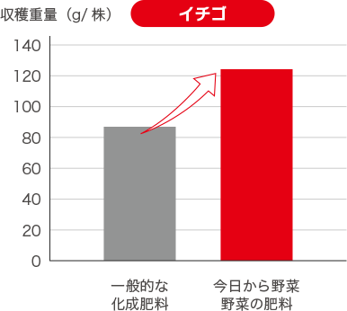 「今日から野菜」は収穫量が違う！　イチゴ。