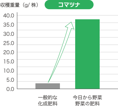 「今日から野菜」は収穫量が違う！　コマツナ。