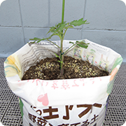 袋のまま育てる場合では鉢で育てる場合に比べてやや植物が倒れやすいため、注意してください。