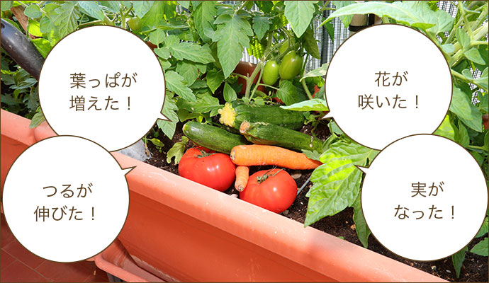 「おうち時間」を使って「おうち菜園」をはじめませんか？。葉っぱが増えた！つるが 伸びた！花が咲いた！実がなった！