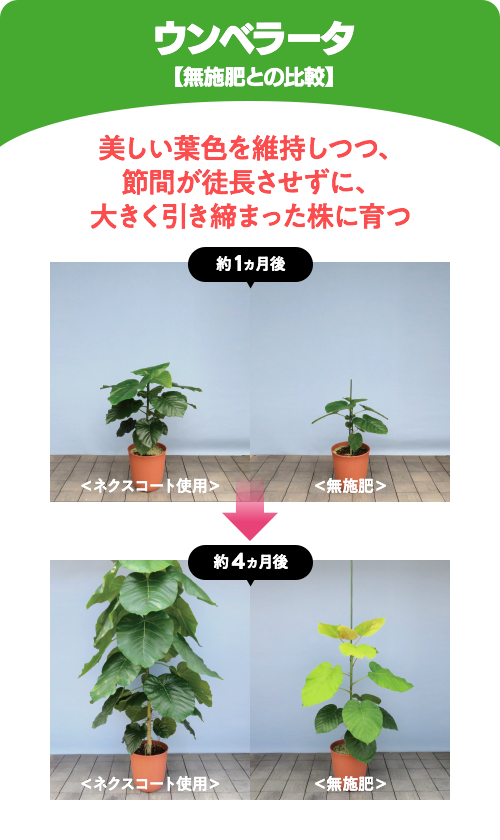 シルバーグレー サイズ 【新品未開封】HYPONEX ネクスコート 観葉植物 肥料 500g×2 通販