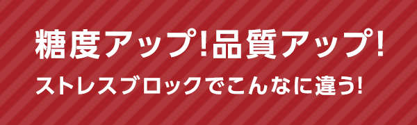 糖度アップ！品質アップ！ストレスブロックでこんなに違う！