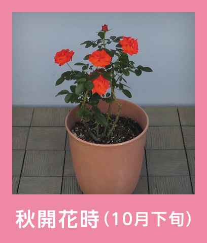 秋開花時（10月下旬）