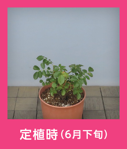 定植時（6月下旬）