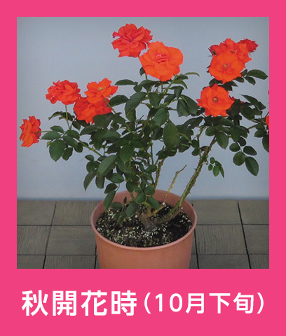 秋開花時（10月下旬）