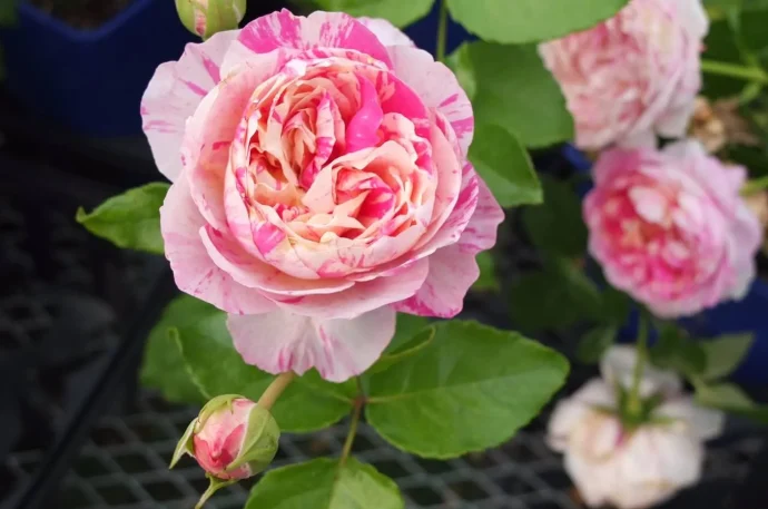 Labyrinth バラの迷宮 pickup21 『エドゥアール マネ Edouard Manet』