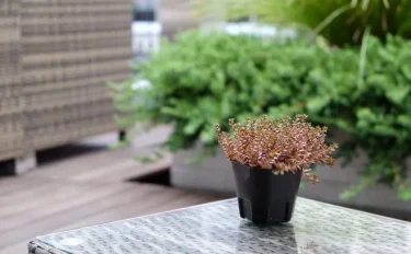 succlents world　多肉の世界　pickup28　秋冬カラーの多肉植物『サルサヴェルデ』