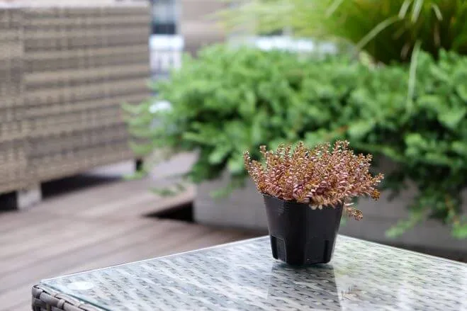 succlents world　多肉の世界　pickup28　秋冬カラーの多肉植物『サルサヴェルデ』