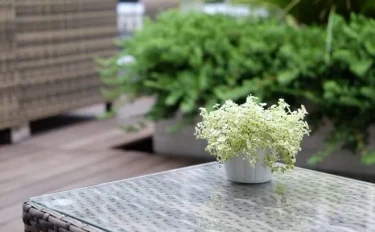 管理をこまめに、ワサワサ増やそう『リトルミッシー』